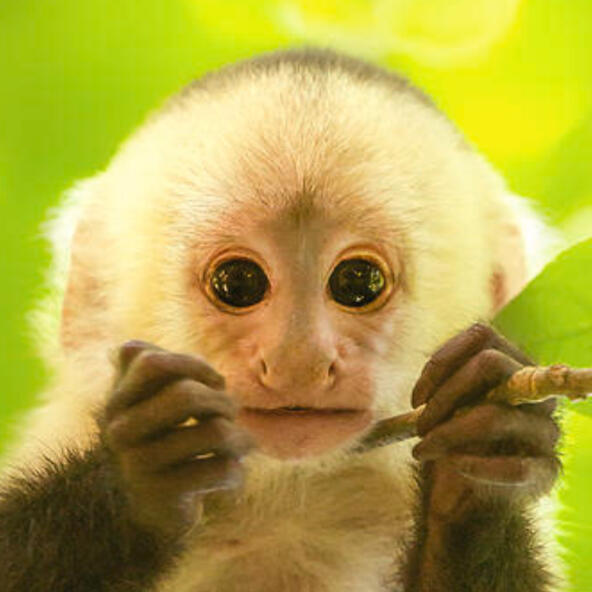 - White Fronted Capuchin Monkey (Therian) 🐵