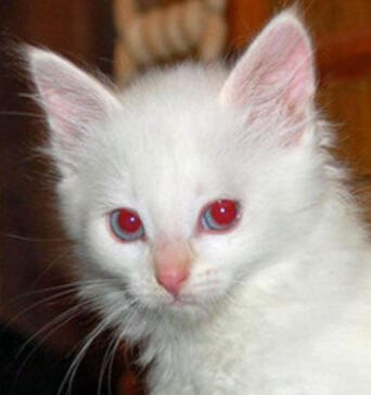 - albino house cat (therian) [#1 evil catgirl]