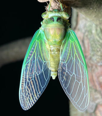 - Cicada🍃(Therian)