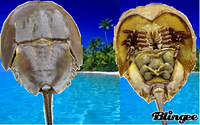 - Horseshoe crab🧲 (therian)